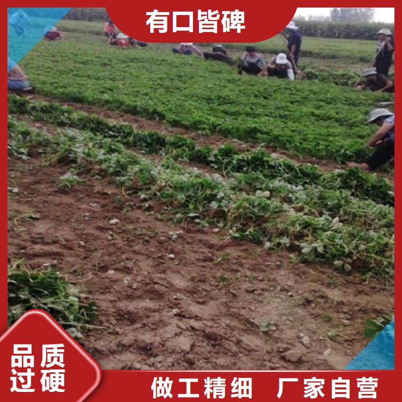 解放桃熏草莓苗廠家供應