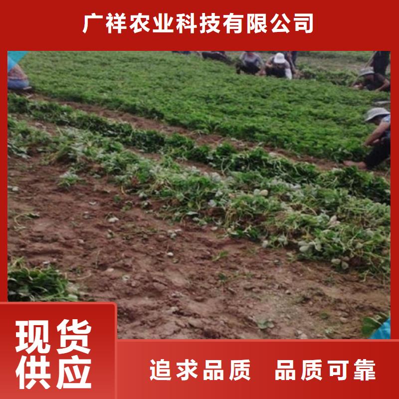 草莓苗白桃树苗定制速度快工期短