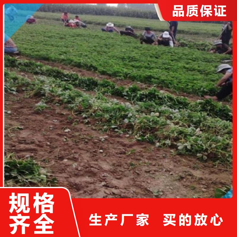 草莓苗_柱状梨树苗经验丰富质量放心