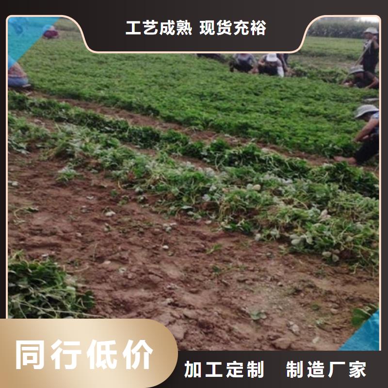 草莓苗香梨樹苗價格低