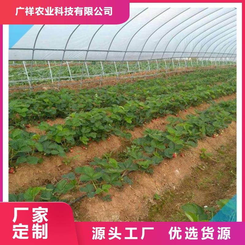 草莓苗_紅顏草莓質檢嚴格放心品質