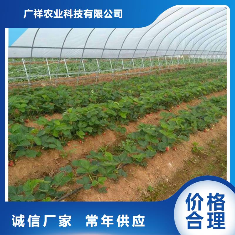草莓苗_油蟠桃樹苗隨到隨提