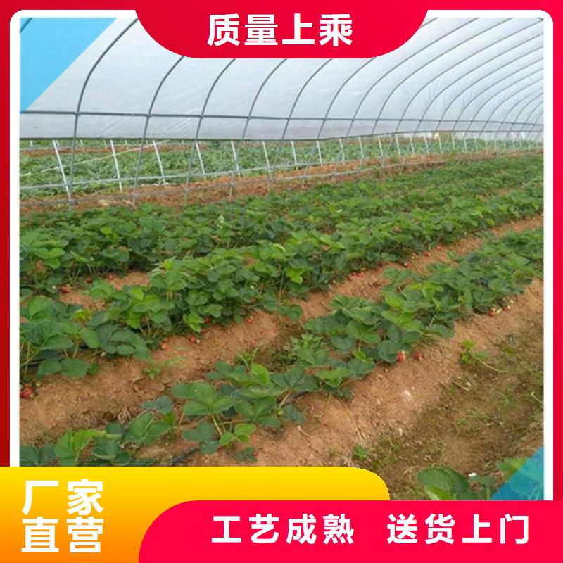草莓苗无花果树苗优质材料厂家直销