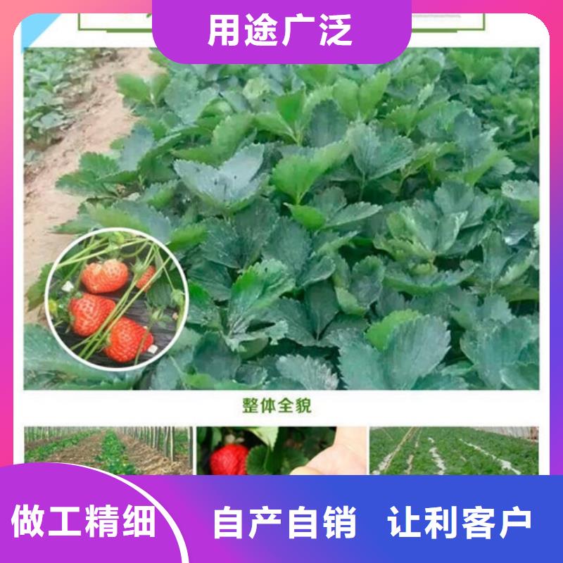 草莓苗 黄宝石梨树苗优良材质