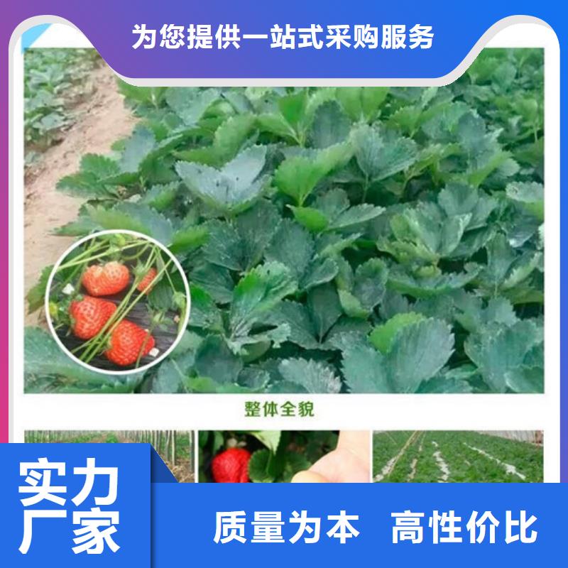 草莓苗桃樹(shù)苗基地設(shè)計(jì)制造銷售服務(wù)一體