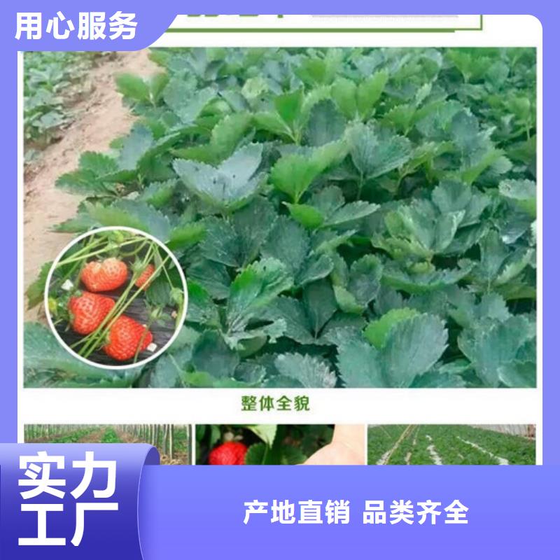 草莓苗-大棚草莓苗源厂供货