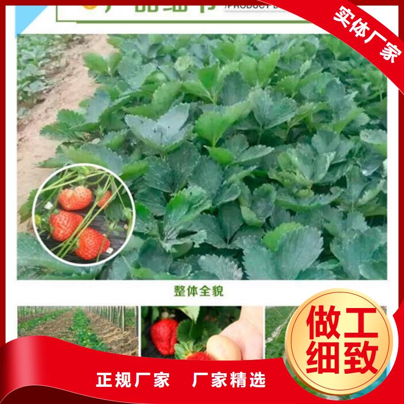 草莓苗_軟籽石榴樹苗24小時下單發貨