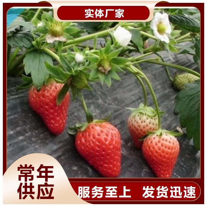 草莓苗藍(lán)寶石葡萄苗歡迎新老客戶垂詢