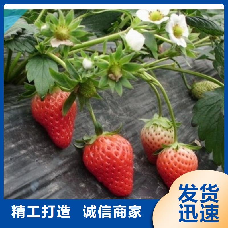草莓苗青苹果树苗随心所欲定制