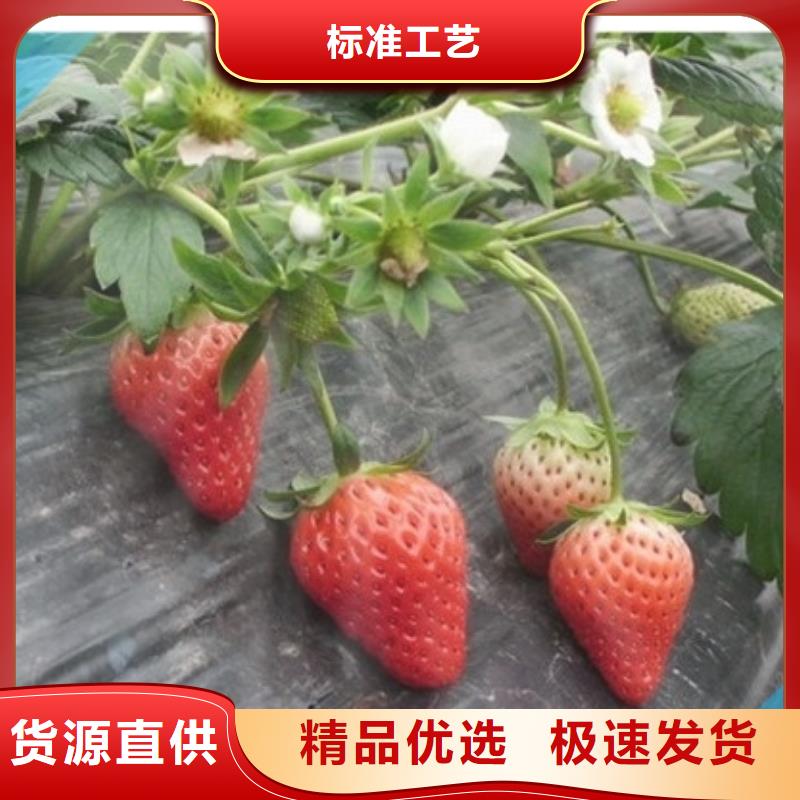 草莓苗-蓝宝石葡萄苗精选好货