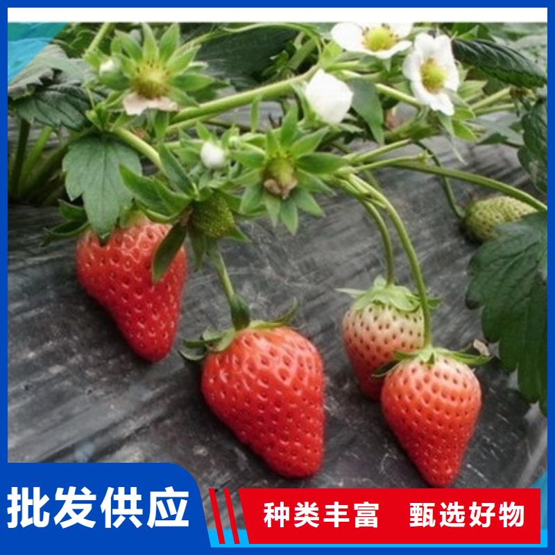 草莓苗梨樹苗基地就近發貨