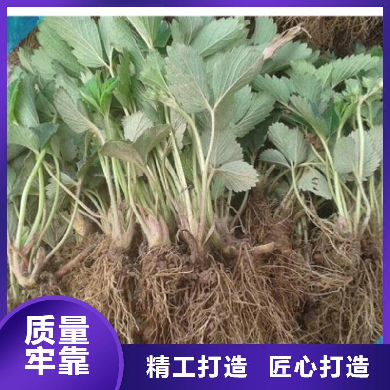草莓苗 草莓苗價(jià)格工期短發(fā)貨快