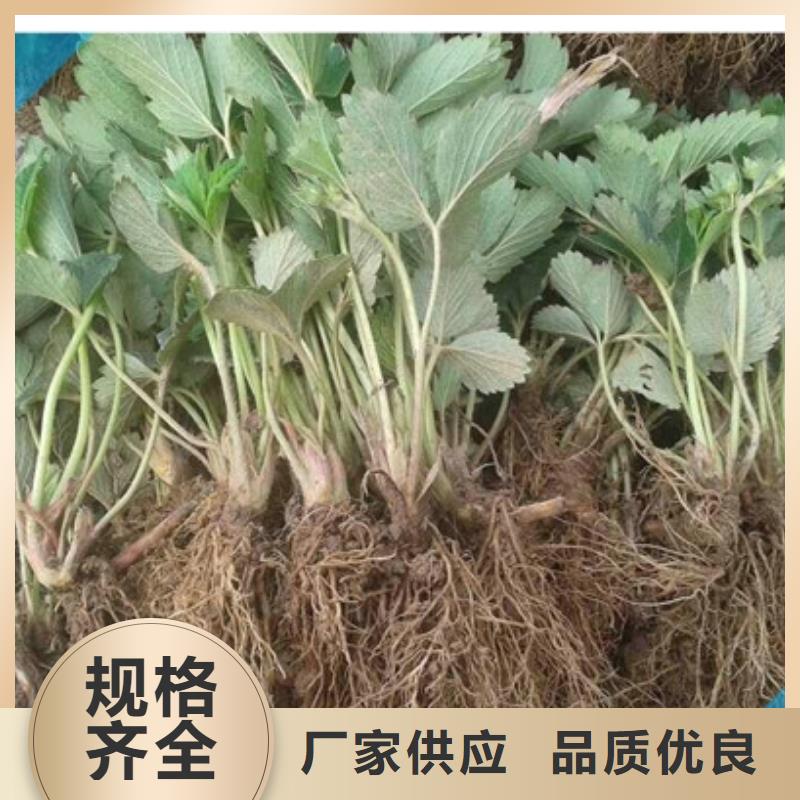 草莓苗 果树苗准时交付