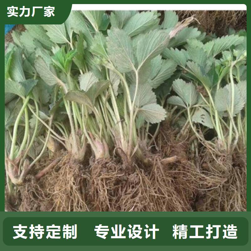 草莓苗 天仙醉草莓苗擁有多家成功案例