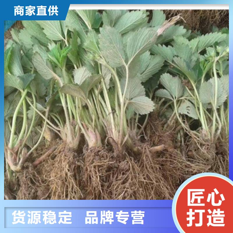 草莓苗黄金苹果树苗基地原厂制造
