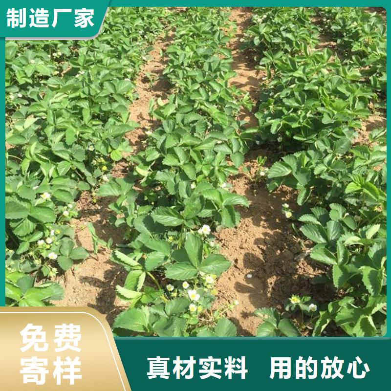 【草莓苗】_草莓苗價格信譽至上