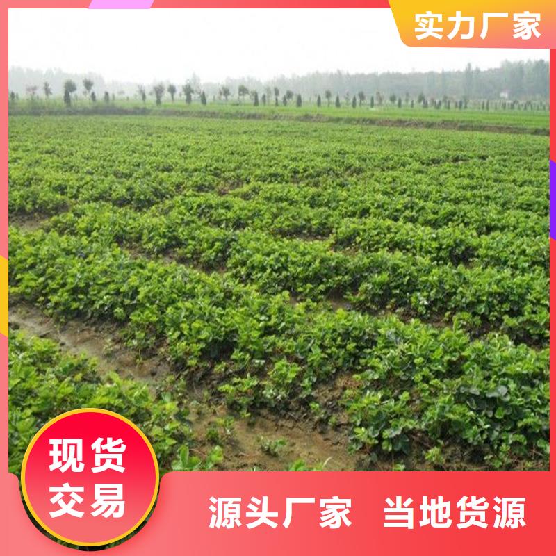 草莓苗,果树苗根据要求定制