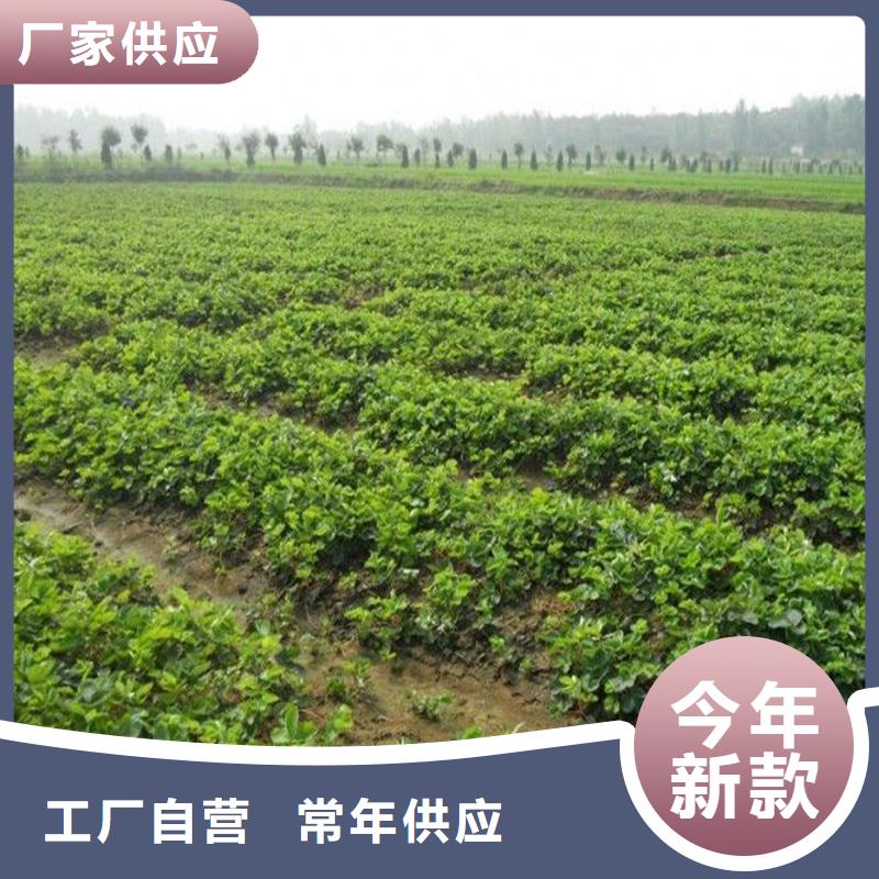 草莓苗哪里純正
