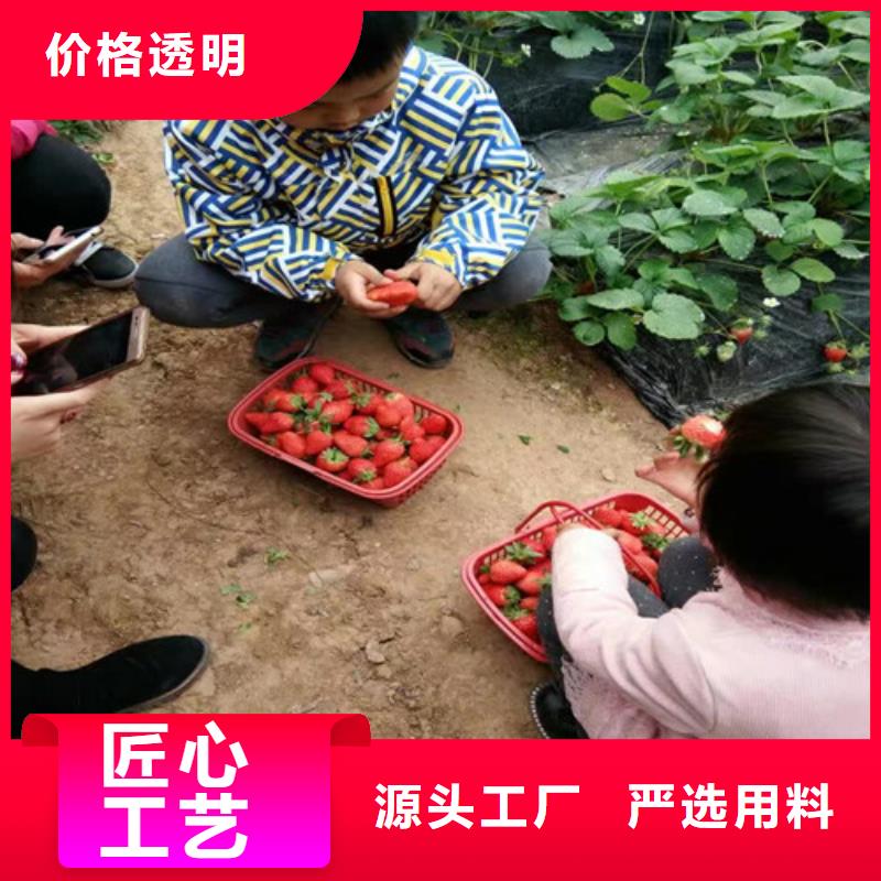 桃树苗视频-桃树苗-广西省贵港市港北|平南|百色|南宁|防城港|梧州【周边】品牌