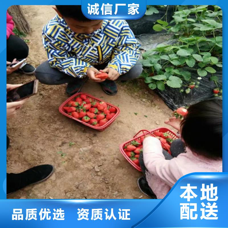 草莓苗香梨樹苗廠家