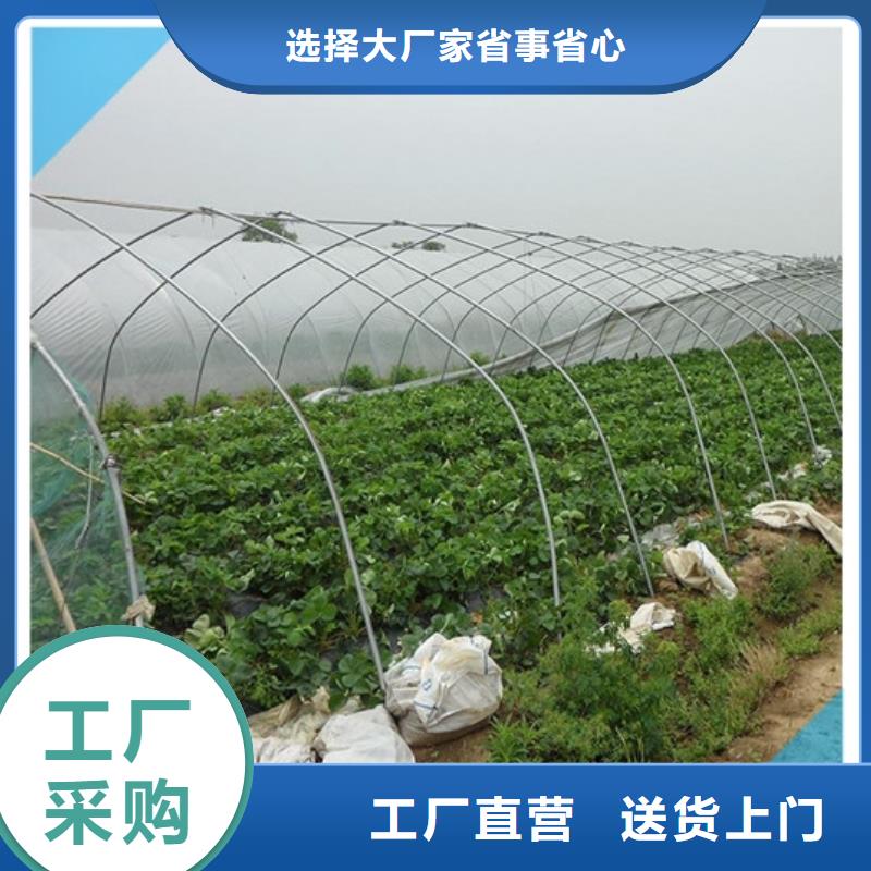 桃树苗视频-贵州省毕节市广祥桃树苗可服务区域黔西|大方|遵义|黔南|安顺|六盘水|铜仁|贵阳等