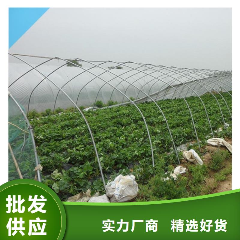 草莓苗大棚草莓苗專心專注專業