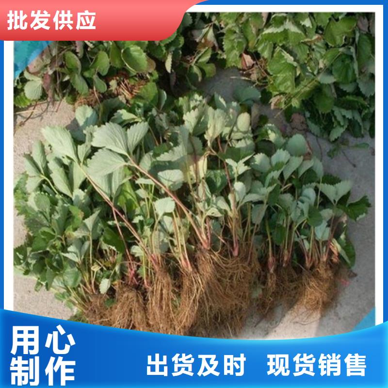 草莓苗无花果树苗优质材料厂家直销