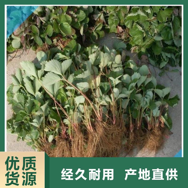 草莓苗-梨樹(shù)苗基地實(shí)力工廠