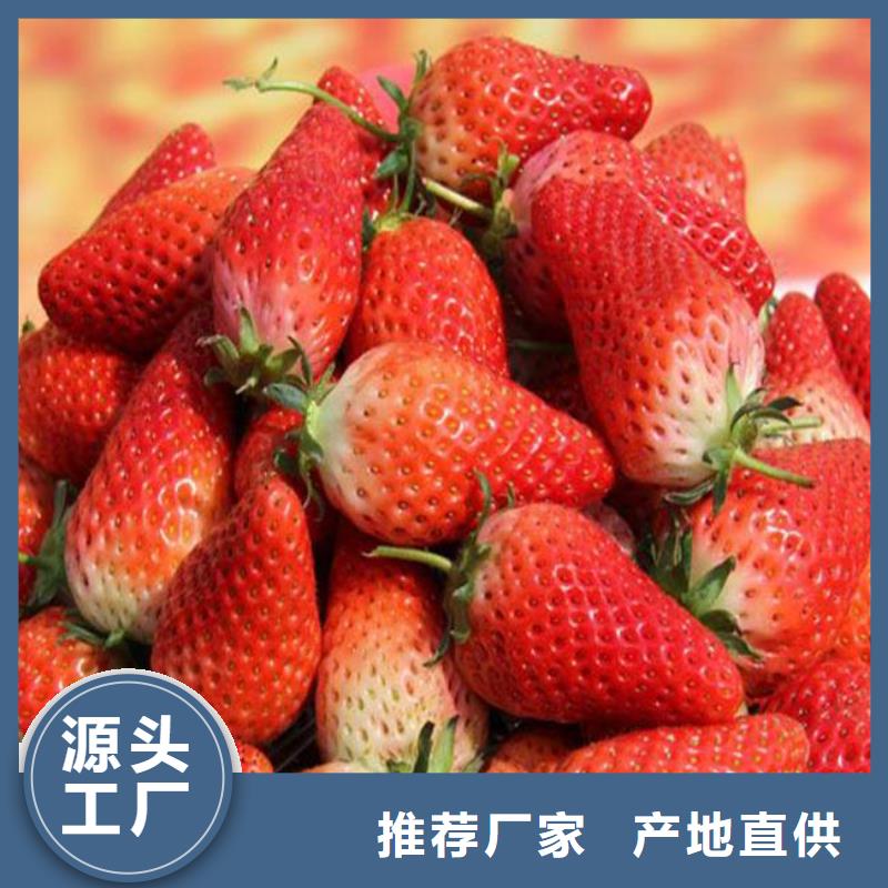 草莓苗天仙醉草莓苗每一處都是匠心制作