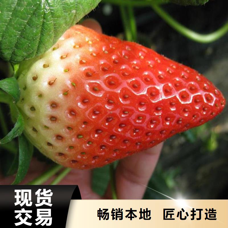 草莓苗_苹果苗海量现货直销