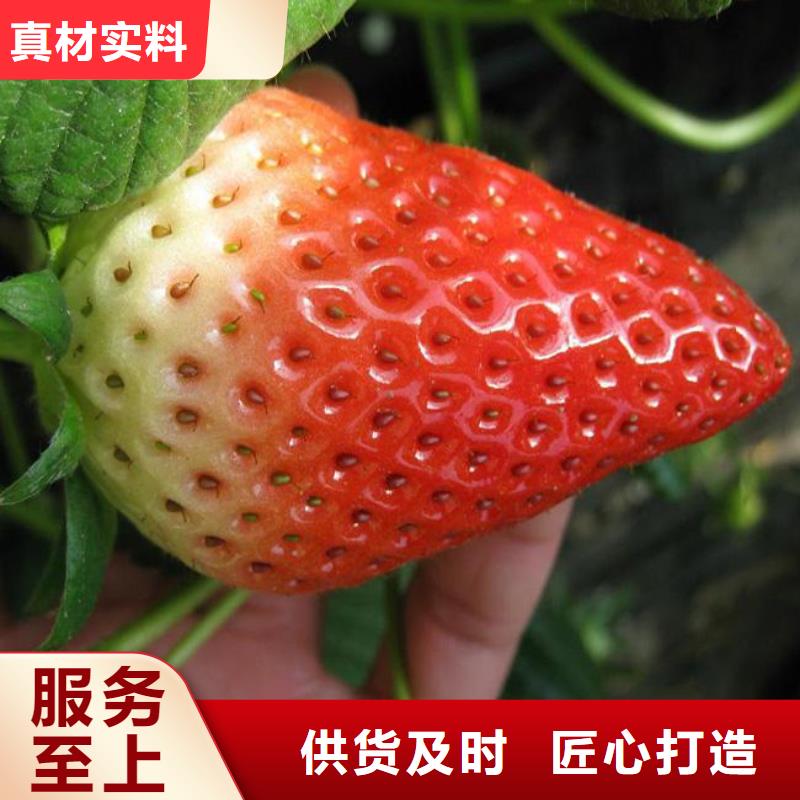 草莓苗梨樹苗支持批發零售