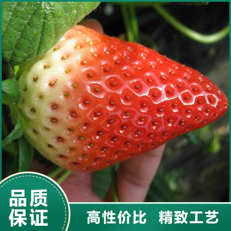 草莓苗-【冬桃树苗】规格型号全