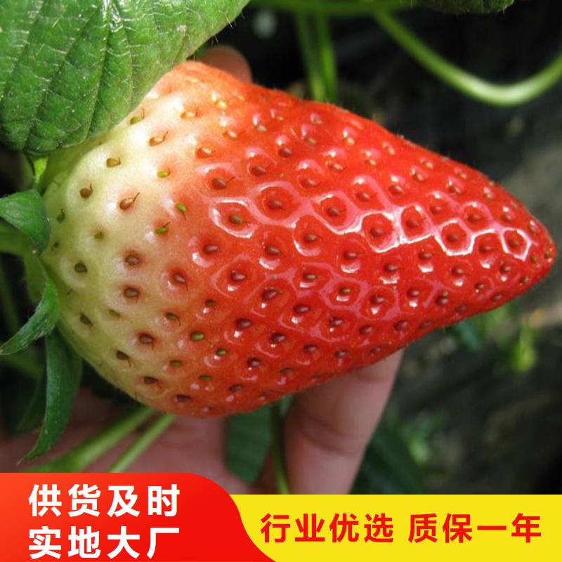 草莓苗油桃樹苗訂購