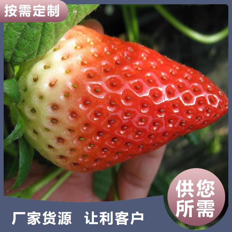 【草莓苗-藍莓苗敢與同行比服務】