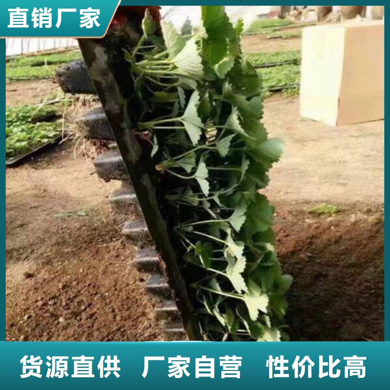 草莓苗香椿树苗厂家规格全