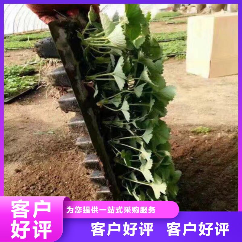 草莓苗葡萄苗精心