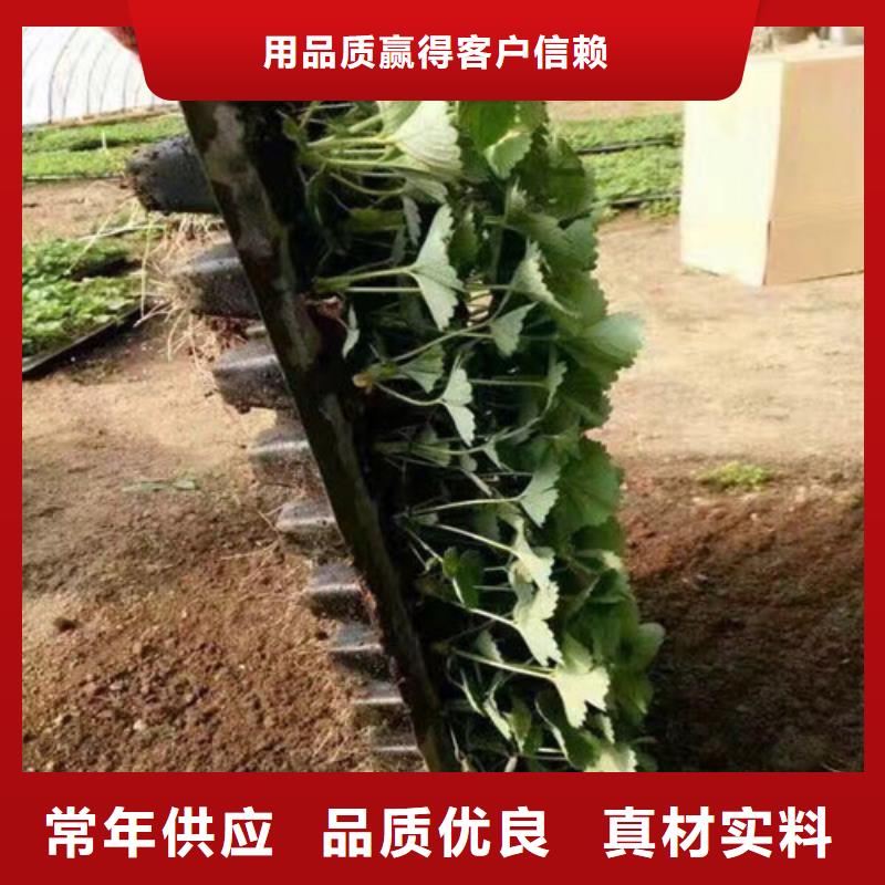 【草莓苗】-桃樹苗基地工廠直營