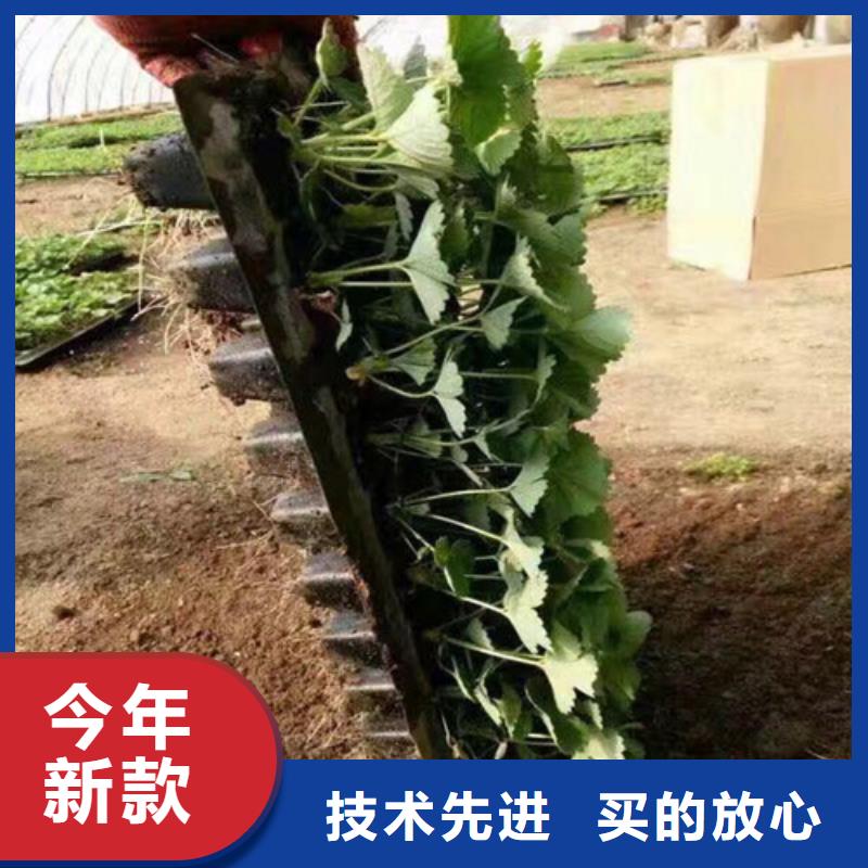 草莓苗油桃樹苗產品優良