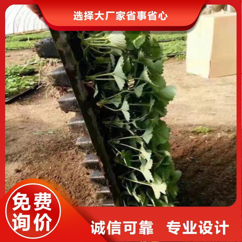 草莓苗天仙醉草莓苗每一处都是匠心制作