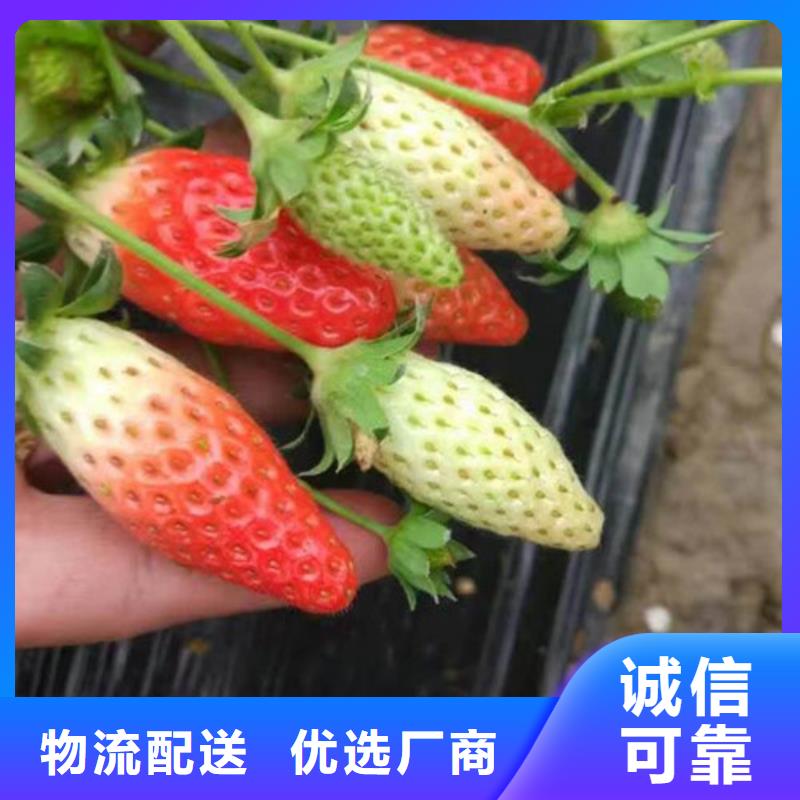 【草莓苗】-红肉西梅定制零售批发