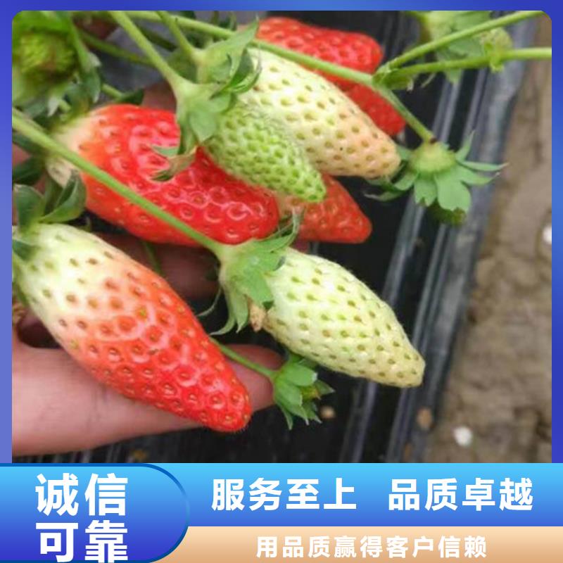 草莓苗-梨樹(shù)苗基地實(shí)力工廠