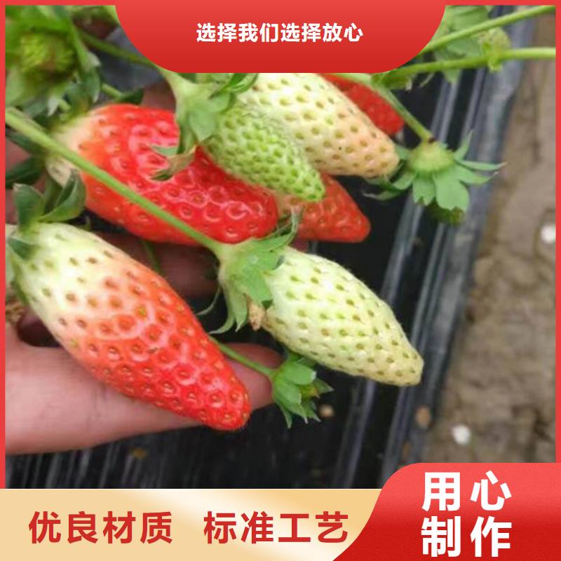 草莓苗艾琳娜西梅樹苗可定制