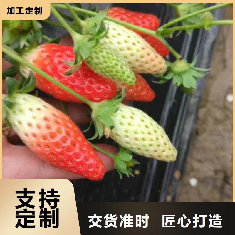 甜寶草莓苗培育