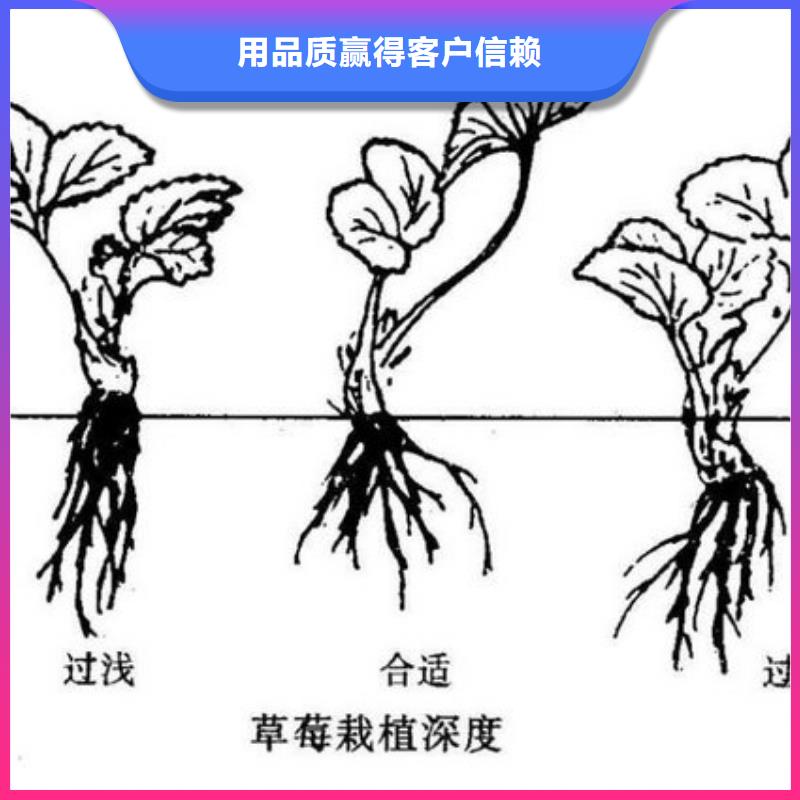 草莓苗苹果苗快速发货