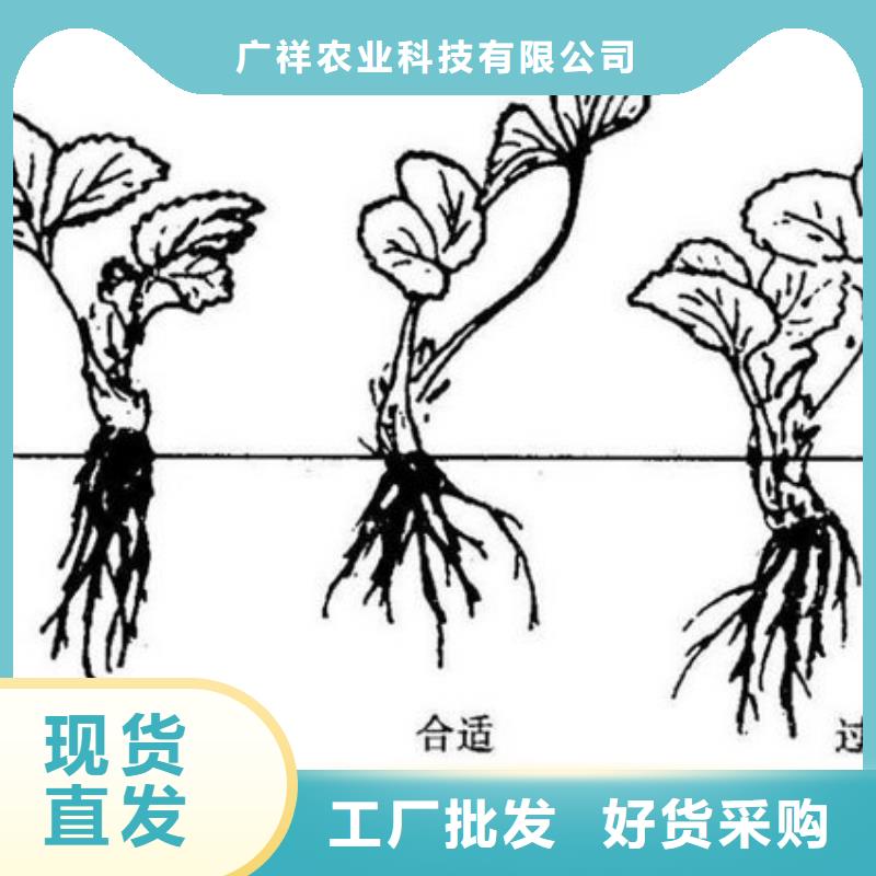 草莓苗_黑珍珠草莓苗工廠直營