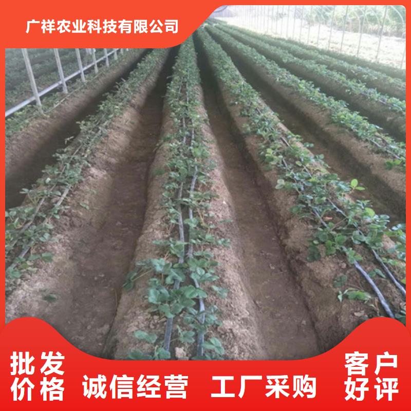 草莓苗_软籽石榴树苗24小时下单发货