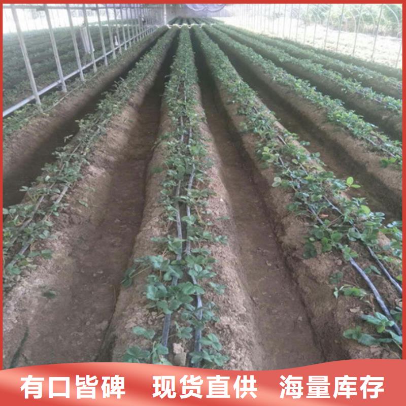 可定制的脫毒草莓苗實(shí)體廠家