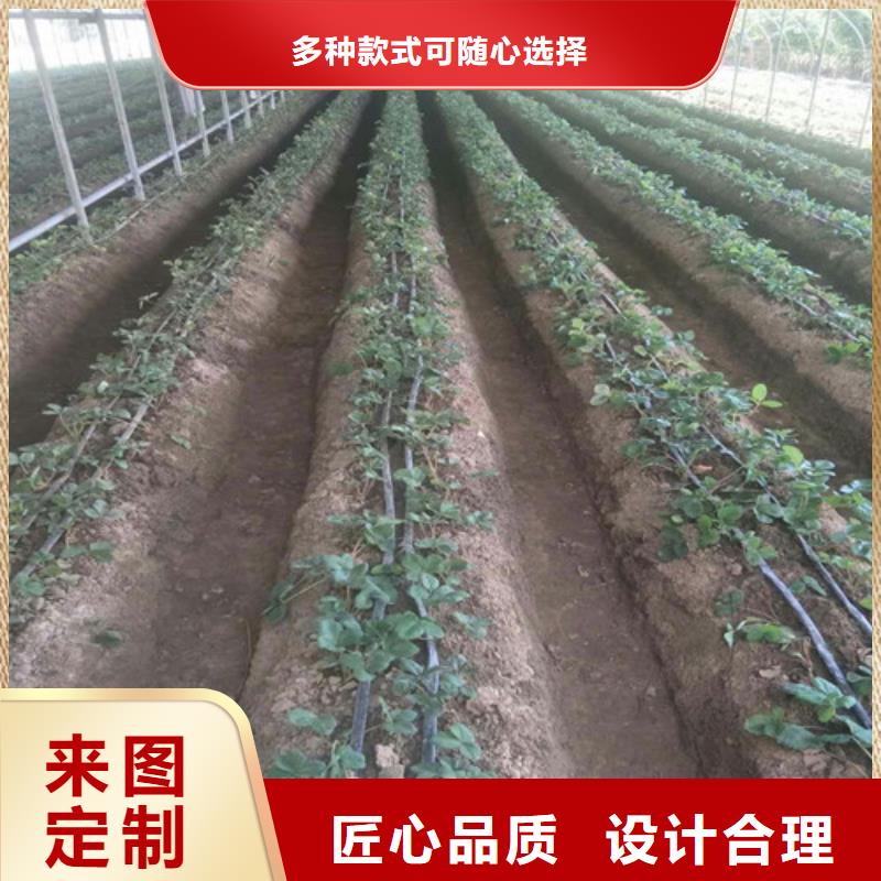 草莓苗果树苗直销厂家