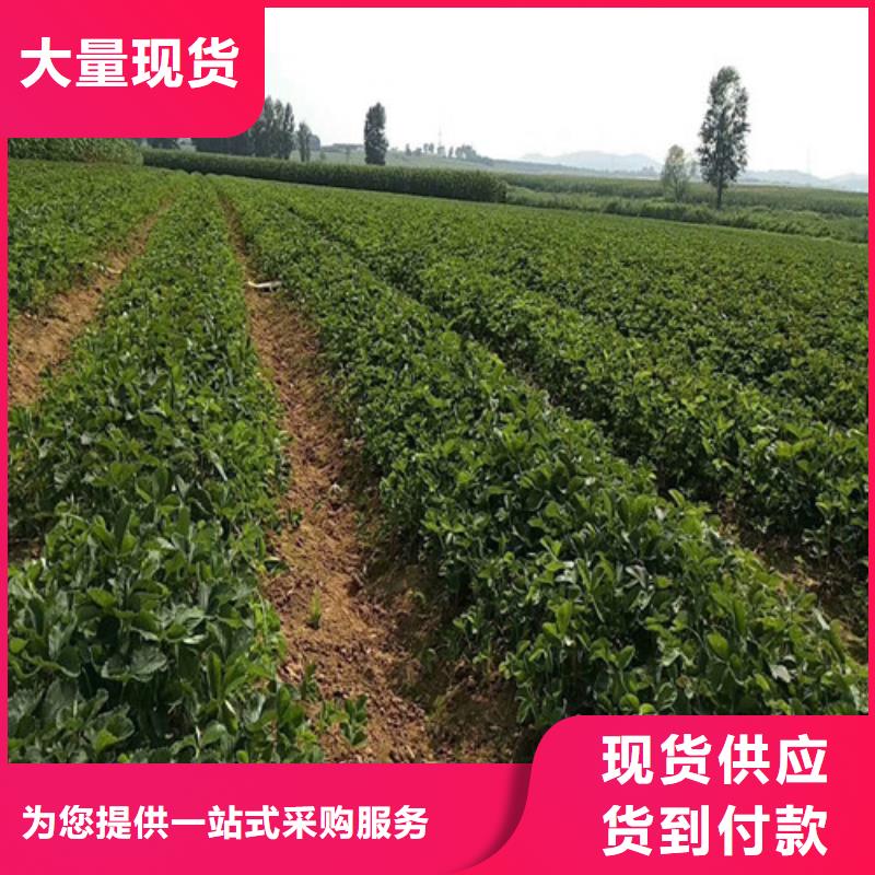 草莓苗,胭脂脆桃树苗使用方法