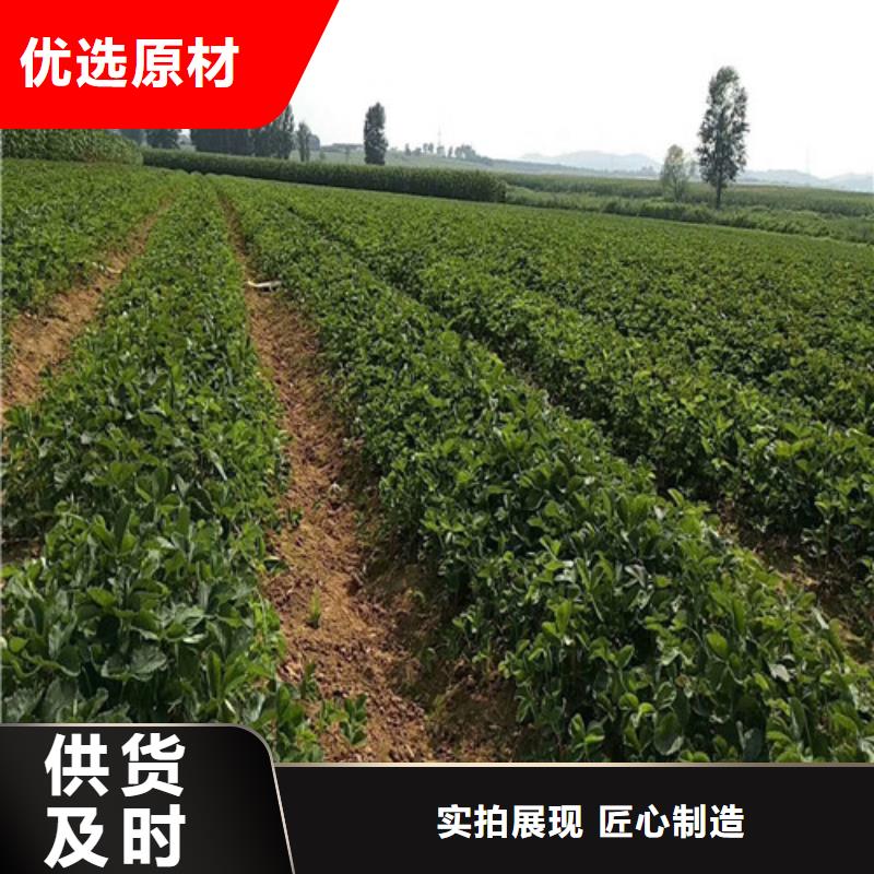 草莓苗草莓苗价格我们更专业